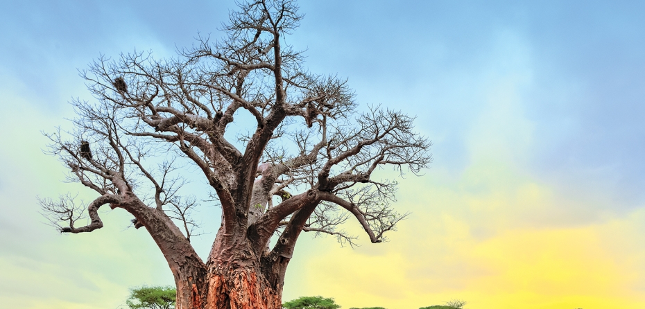 Fotos por David de Vleeschauwer